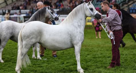 Sections Welsh Pony And Cob Society Of Ireland