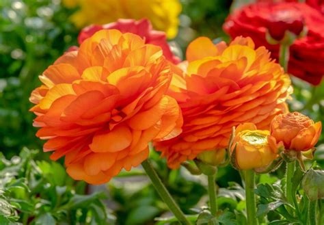10 Orange Perennial Flowers Gardening Sun