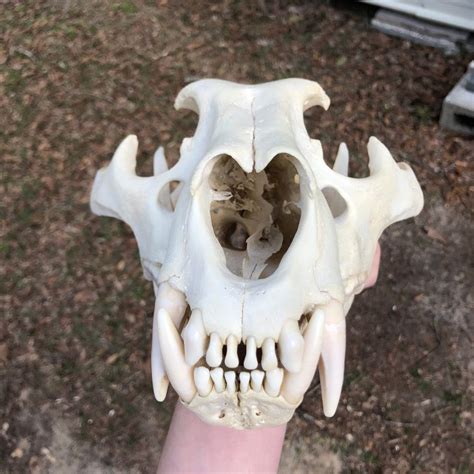 Replica Tigon Skull Oddarticulations Llc