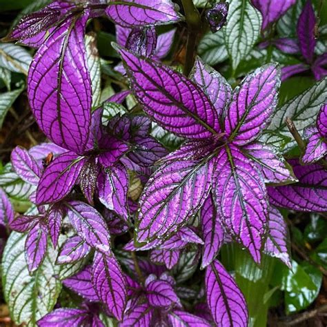 Colorful Royal Purple Plants In Sarapiqui Rainforest Costa Rica Stock