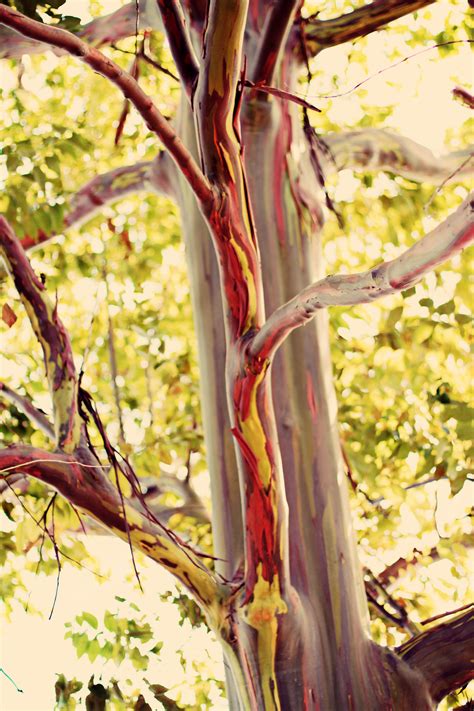 Rainbow Eucalyptus. Eucalyptus deglupta | Rainbow eucalyptus, Rainbow eucalyptus tree, Rainbow tree