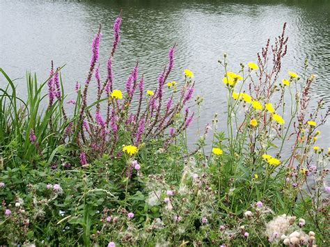Riverbank Wild Flowers River Thames Oxfordshire England Flickr