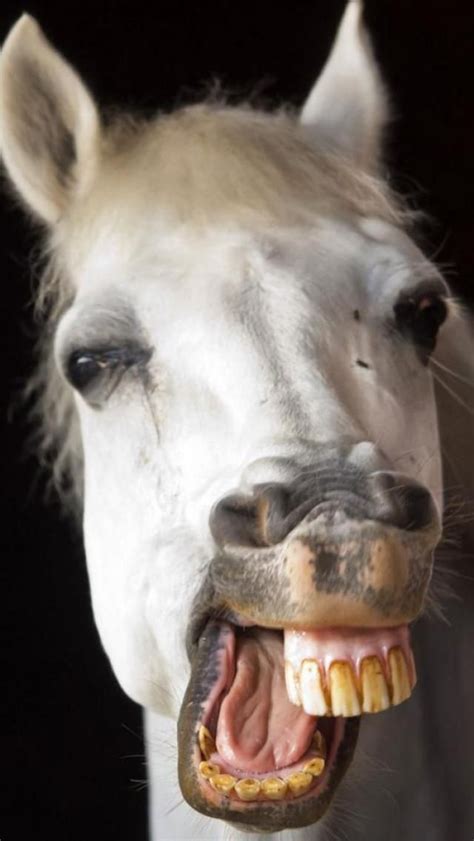 Horse Smile Animal Funny Funny Horses Horse Smiling Funny Horse