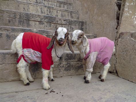 Goats Wearing Clothes For Good Reason And For A Good Cause Mpr News