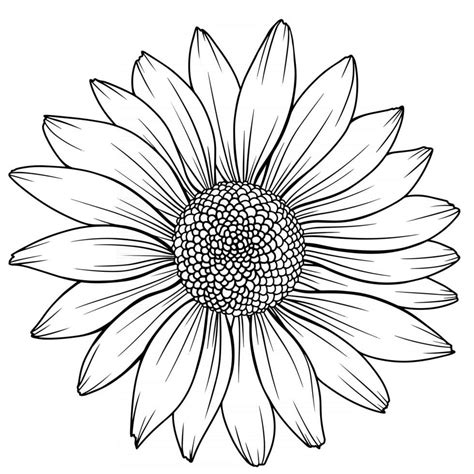 Daisy Flower Drawing Sunflower Drawing Flower Sketches Flower Art
