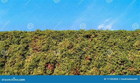 A Green Hedge Of Leaves And Grass Grows On The Wall In The Background