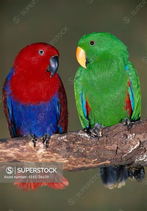 Solomon Island Eclectus Parrots Pair Eclectus Roratus Solomonensis