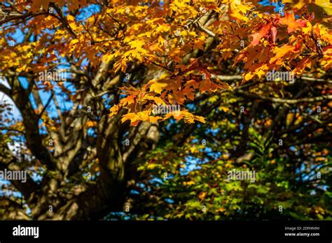 Norwegian Maple Tree In Autumn Stock Photo Alamy