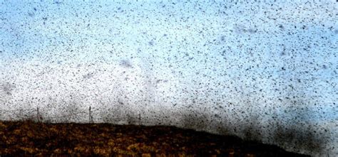 We study mating swarms of the nonbiting midge c. To Form Swarms, Midges Fly in Spring-Like Zigzags | Inside ...