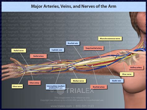 Arteries Diagram Arm Major Nerves Arteries Upper Arm Showing Stock My Xxx Hot Girl