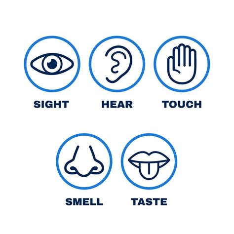 Five Senses Human Nervous System Icon Vector Illustration Simple Line