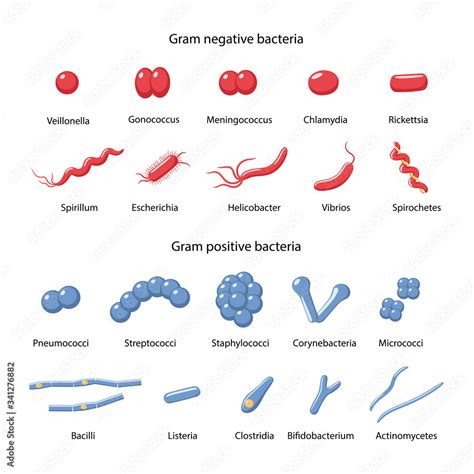 Big Set Of Gram Negative And Gram Positive Bacteria Cocci Vibrio