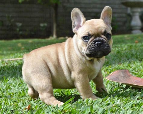 The head is large and square, with heavy wrinkles rolled above the extremely short nose. Teacup French Bulldog- What to know before buying + care ...