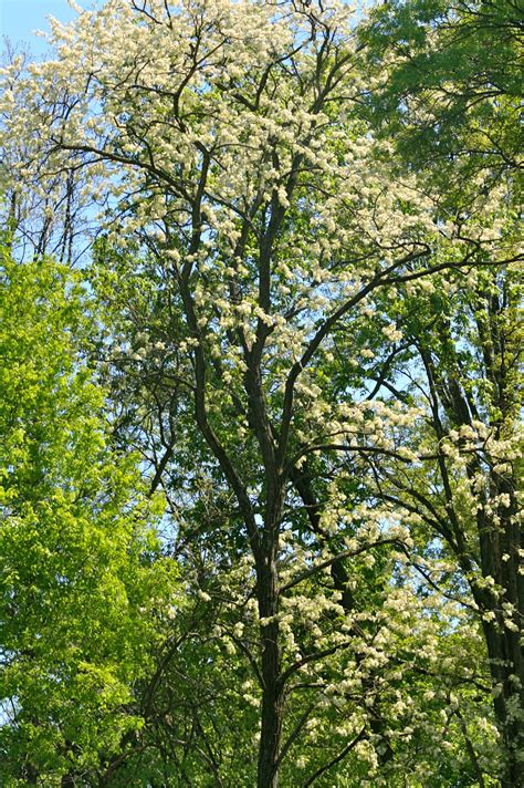 Black Locust Tree A Healthy Life For Me