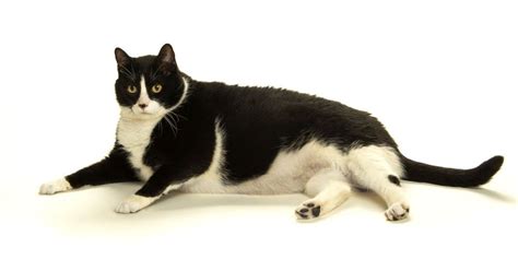 Seafood restaurant in herkimer, new york. Way Too Many Dead Cats Found Hanging From Trees -- NYMag