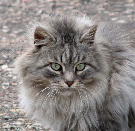 List 105 Images Long Haired Gray Cat With Green Eyes Superb