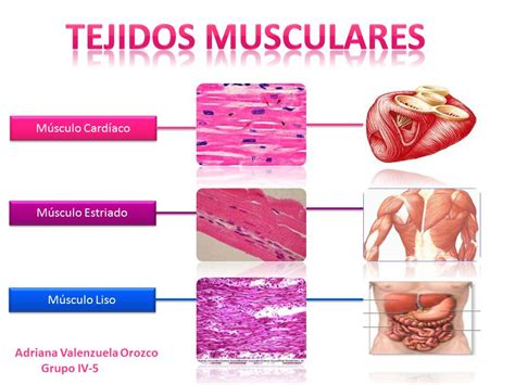 Blog Reconoce Las Estructuras Y Funciones Complejas Del Cuerpo Humano Tejido Muscular