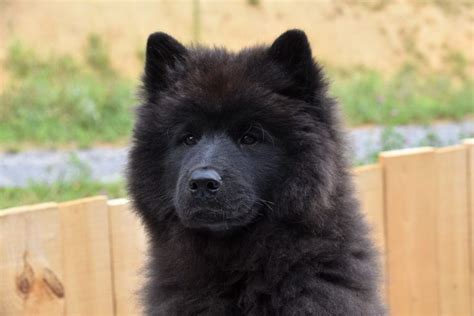 find  black samoyed samoyed samoyed puppy dog breeds