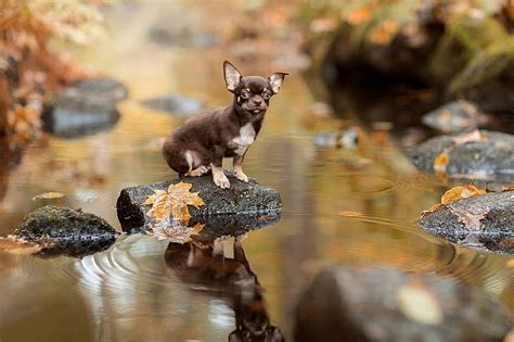 Hd Wallpaper Dogs Chihuahua Depth Of Field Pet Reflection Stream
