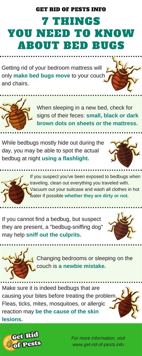 7 Things You Need To Know About Bed Bugs Getting Rid Of Your Bedroom