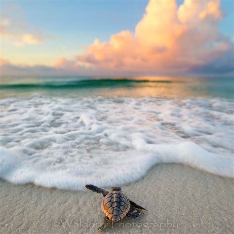 Baby Loggerhead Sea Turtle On The Emerald Coast Of Florida Fine Art
