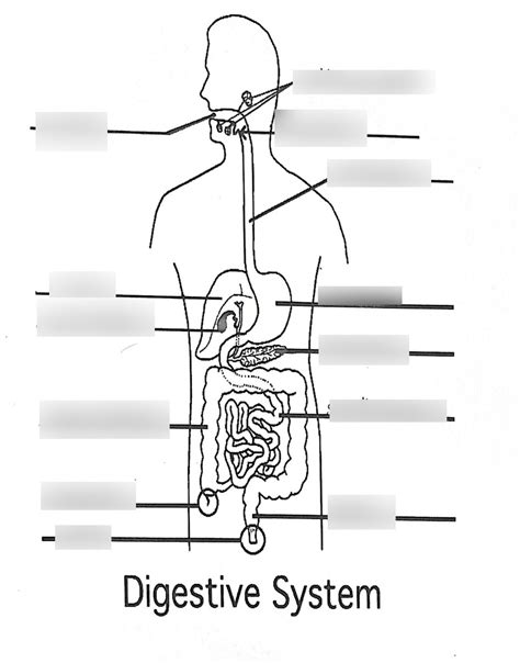 Digestive System Diagram Diagram Quizlet