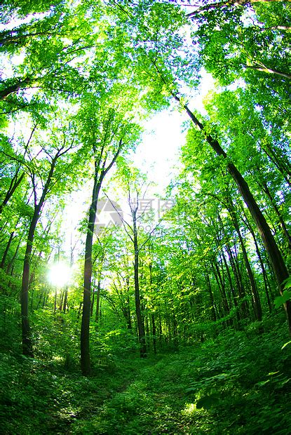 森林阴影树木绿色薄雾林地小路太阳阳光日出高清图片下载 正版图片321263526 摄图网