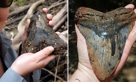 REAL Fossilized Shark Tooth Extinct MEGALODON Found In Charleston South