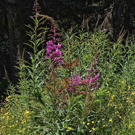 Chamaenerion Angustifolium Fireweed 10000 Things Of The Pacific