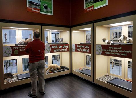 11 Sc Animal Groups Protest Summerville Pet Stores Move To Sell From