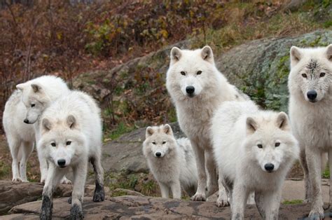 Free Stock Photo Of Arctic Carnivore Fur