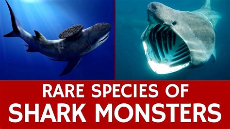 Sea Animals That Are Endangered Danger Choices