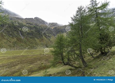 Larch Trees Larix Decidua Grow In A Mountain Valley Near The Gralati