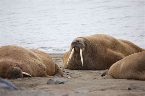 Did You Know That The Tusks Of A Walrus Can Grow Up To 1 Metre In
