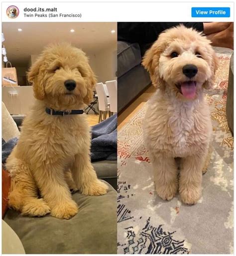 Doodle Haircuts To Swoon Over Tons Of Pictures Mini Goldendoodle