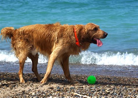 Free Images Beach Water Nature Outdoor Sand Play Wet Puppy
