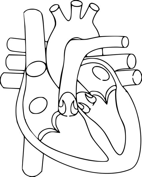 Heart Black And White Diagram