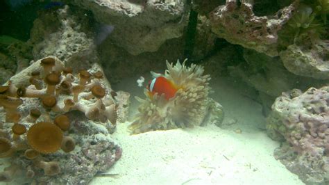 Clownfish Feeding Anemone Youtube