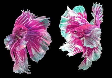 Pink Betta Fish A Genuine And Rare Creature To Have