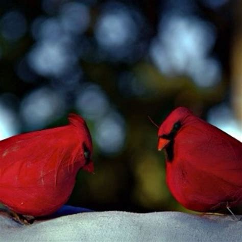 Love Cardinals