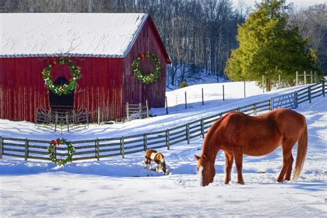 Christmas Horse Farm Photograph By Debra And Dave Vanderlaan Pixels