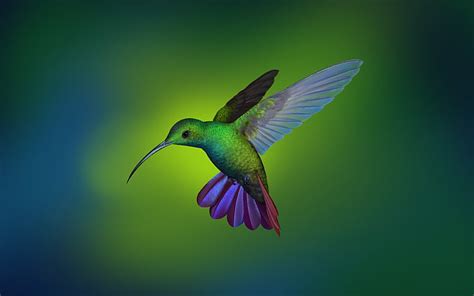 1920x1080px Free Download Hd Wallpaper Hummingbird Deepin Os