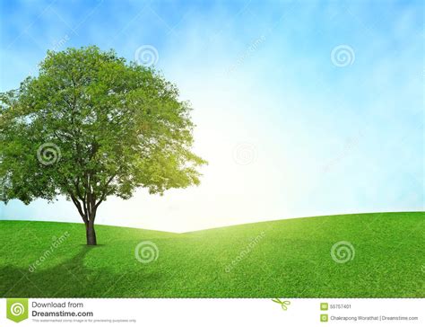 Green Field Blue Sky And Tree Lighting Flare On Grass Stock Image