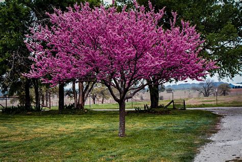Appalachian Redbud Trees For Sale Online The Tree Center