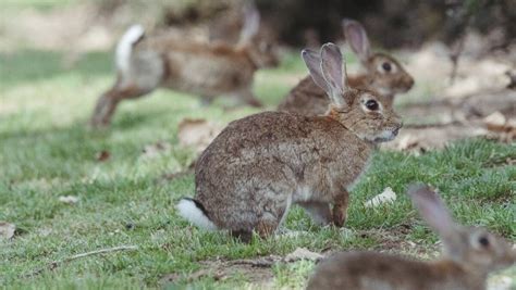 Canberra Feral Rabbit Population Increases Due To Weather The