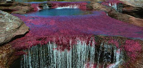 Place des drapeaux (plaza de banderas), sur laquelle est érigé le buste de l'artisan local de l'indépendance antonio villavicencio y verástegui. Caño Cristales tour Colombia |Marcarena tour |colourful ...
