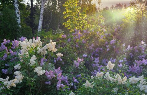How To Plant Lilacs For Stunning Spring Blooms