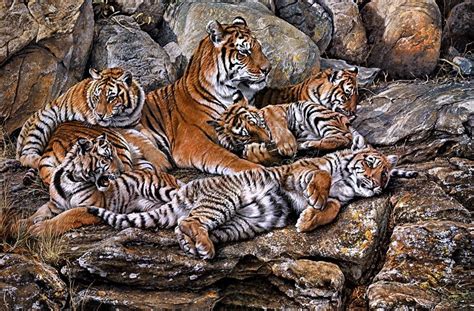Alan M Hunt B 1947 Restful Interlude 900591 Leopard Painting
