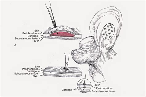 La Técnica Del Punch Para Los Hematomas Aurales Del Oído En Perros Y