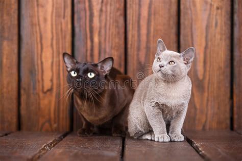 Funny Burmese Cat Kitten On White Stock Image Image Of Baby Adorable